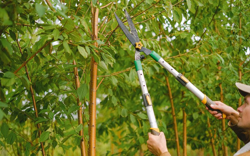 Tree trimming in Gurabo, PR